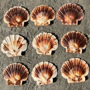 Lot of 9 Large Flat Scallop Shells for Crafts